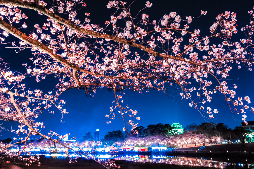 岡崎城桜まつり
